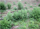 Infestation Infestation of thistles.