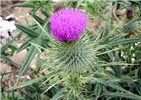 Flower Flower, showing the dense inflorescence.