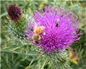 Flowers Close-up of flowers. Note that despite its pernicious habits, the thistle is a productive source of nectar for many insects such as this Apis sp. honey bee.