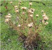 Mature plant Mature thistle showing the abundant seed heads.