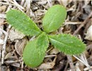 Seedling Young seedling.