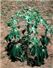 Symptoms Cassava mosaic disease (African cassava mosaic); symptoms on cassava.