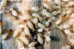 Colony Coptotermes formosanus (Formosan subterranean termite); the white, soft-bodied, workers are the most commonly seen caste in a C. formosanus colony and, are responsible for food acquisition and maintenance of nest galleries. Soldiers have an orange-brown, oval-shaped, head with curved mandibles and are responsible for defending the colony against invaders, such as ants.