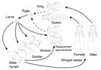 Life history Coptotermes formosanus (Formosan subterranean termite); life history.