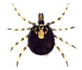 Cover for Amblyomma hebraeum