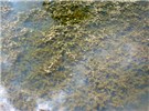 Habit Habit showing dense mat of submerged foliage.