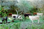 Cover for Criollo cattle