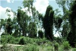 Habit C. grandiflora invading and smothering gallery forest. Northern Queensland, Australia.