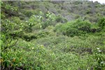 Habit C. grandiflora smothering endemic plants in Curação National Park.
