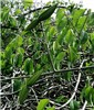 Fruits Paired, horizontally-opposed green fruits of C. grandiflora in Curação.
