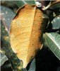 Natural enemy The rust Maravalia cryptostegiae on C. grandiflora in Madagascar.