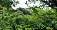Invasive habit Fallopia japonica (Japanese knotweed); infestation on the banks of the River Lee, near the University College Cork campus, Ireland. 05 August 2008.