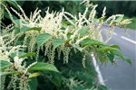 Habit Fallopia japonica (Japanese knotweed); habit as a roadside stand, showing foliage and young flowers. UK.