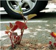 Habit Fallopia japonica (Japanese knotweed); habit, pushing through road surface in car park. UK.