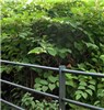 Invasive habit Fallopia japonica (Japanese knotweed); infestation on the banks of the River Lee, near the University College Cork campus, Ireland. 05 August 2008.