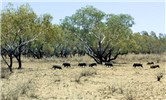 Cover for feral pigs