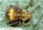 Nymph Nymph of the red gum lerp psyllid G. brimblecombei, on a eucalyptus leaf.