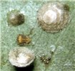 Nymph Lerps of G. brimblecombei, including one turned over to reveal a nymph underneath.