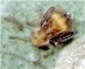 Final-instar nymph Close-up of a final-instar nymph of G. brimblecombei.