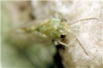 Adult Adult of G. brimblecombei showing elongated genal cones on the front of the head.
