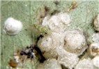 Lerps and adult Lerps and one adult of G. brimblecombei.