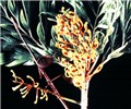 Inflorescence