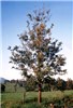Young tree Young open-grown individual at Tyalgum, New South Wales, Australia.