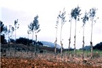 Field boundary trees Row of trees along the edge of a farmer's field, near Meru, Kenya. The trees have been pruned and pollarded repeatedly to produce firewood and poles, and will eventually be harvested as saw logs.