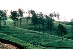 Shade tree Tea plantation, Sri Lanka.
