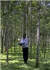 Plantation