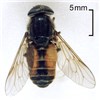 Cover for Tabanidae
