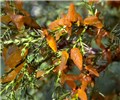 Cedar-apple rust fungus Tiny cedar-apple rust galls with gelatinous spore horns in axils of cedar leaves.