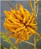 Cedar-apple rust gall Cedar-apple rust gall on cedar with gelatinous spore horns fully extended.