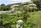 Habit Heracleum mantegazzianum (giant hogweed); urban infestation showing habit. Plants can reach 5m in height, with flower umbels up to 50cm in diameter. (Note person for scale.) Stevenage, Hertfordshire, UK.