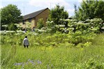 Infestation Heracleum mantegazzianum (giant hogweed); urban infestation showing typical habit. (Note person for scale) Stevenage, Hertfordshire, UK.