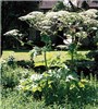 Habit Heracleum mantegazzianum (giant hogweed) flowering plant. Suffolk, UK, 2003.
