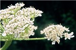 Inflorescence Heracleum mantegazzianum (giant hogweed); inflorescence and flowers. Suffolk, UK.