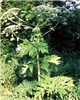 Habit Heracleum mantegazzianum (giant hogweed); flowering plant. Suffolk, UK.