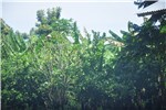 Symptoms on crop Orchard devastated by HLB.