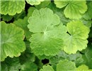 Leaves Hydrocotyle ranunculoides (floating pennywort); typical leaf shape.