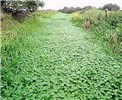 Infestation Hydrocotyle ranunculoides (floating pennywort); habit in a UK ditch system.