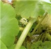 Flower Hydrocotyle ranunculoides (floating pennywort); the tiny and inconspicuous flower, in field collected, UK plant material, grown in CABI E-UK glasshouse facility. Egham, Surrey, UK.