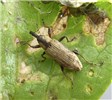 Natural enemy Hydrocotyle ranunculoides (floating pennywort); the weevil Listronotus elongatus showing feeding damage on H. ranunculoides leaf. Buenos Aires Province, Argentina.