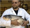 Spawning female Silver carp ready for spawning.