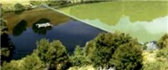 Algae bloom Using silver carp to control algae bloom in Hawkes Bay, New Zealand.
