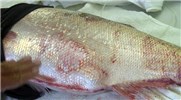 Spawning female A typical silver carp ready to spawn. Notice the bruises on the body.