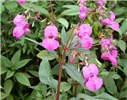 Flowers and foliage Impatiens glandulifera in flower showing foliage and ripening seed capsules.
