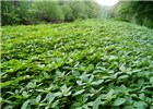 Invasive habit Monoculture of Impatiens glandulifera on the River Taw, North Devon, UK