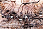 Larvae and pupae Larvae and pupae inside the breeding site.