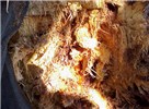 Damage symptoms on date palm Rhynchophorus ferrugineus (red palm weevil); date palm tree infested by R. ferrugineus. Moshaf plantation, Jordan Valley (Israel).